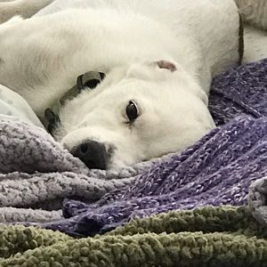 Meet your Posher, Allison